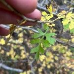 Crataegus × kyrtostyla nothovar. DomicensisFolla