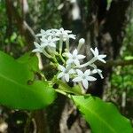 Psychotria coptosperma Blodyn