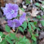 Phacelia bipinnatifida Flower