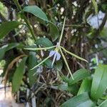 Epidendrum nocturnum Lorea