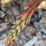 Gasteria disticha Flower