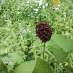 Sanguisorba officinalisFlor