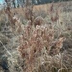 Scirpus cyperinus Hostoa