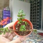 Sedum furfuraceum Лист