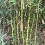 Phyllostachys aureosulcata Leht