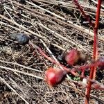 Rosa virginiana Frucht