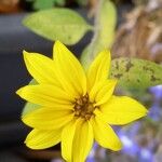 Helianthus pauciflorus Flor