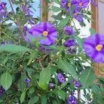 Solanum laciniatumFlor