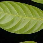 Ferdinandusa panamensis Hoja