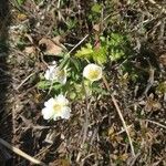 Potentilla brauneana Blomst