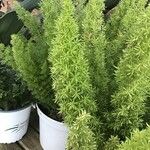 Asparagus densiflorus Листок