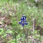 Lupinus bicolor Flower