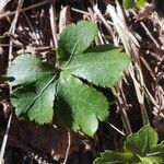 Sanicula europaea Hoja
