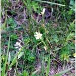 Sisyrinchium albidum Habitus