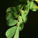 Chamaecrista glandulosa Лист