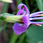 Prenanthes purpurea Flor