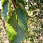 Ulmus minor Leaf