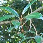 Syzygium jambos Frunză