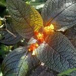 Chrysothemis pulchella Yaprak