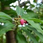 Agarista salicifolia Flor