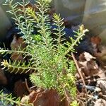 Erica erigena Folha