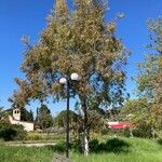 Eucalyptus sideroxylon List