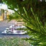 Cupressus macrocarpa 叶