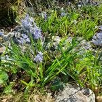 Hyacinthoides italica Kukka