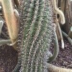 Ferocactus peninsulae ഇല