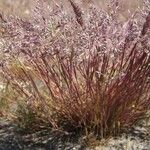 Corynephorus canescens 整株植物