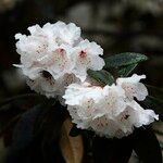 Rhododendron pachytrichum Λουλούδι