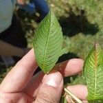 Ludwigia octovalvis Leaf