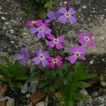 Malcolmia flexuosa Habitus