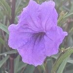 Ruellia simplex Blüte