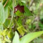 Passiflora suberosa Meyve