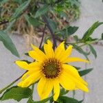 Helianthus tuberosusFlower