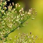 Erigeron canadensis Лист