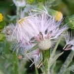 Senecio vulgaris फल