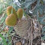 Opuntia microdasys Blad