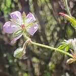 Geranium elamellatum Alia