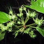 Macaranga corymbosa Hábito
