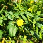 Chrysojasminum odoratissimum Blüte