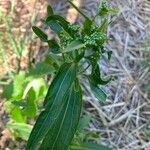 Armoracia rusticana Leaf