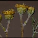 Hymenopappus filifolius Blüte