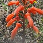 Aloe amudatensis Blomst