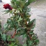 Celosia argentea Агульны выгляд