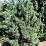 Pinus koraiensis 形態