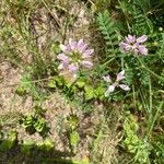 Coronilla variaᱵᱟᱦᱟ