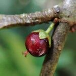 Gynotroches axillaris Fruit