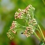 Achillea distans Hábito